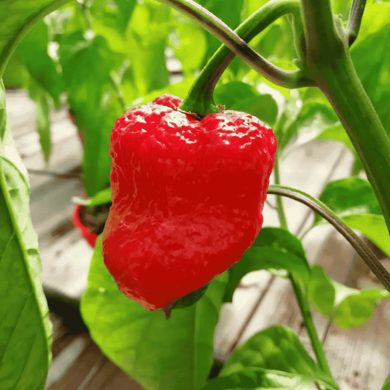 Trinidad Moruga Scorpion
